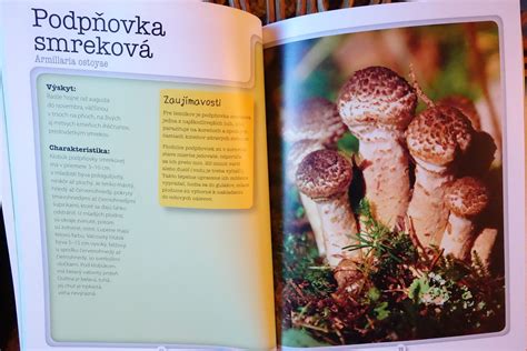 Porovnanie jedlých a jedovatých húb