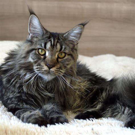 Maine Coon mačka