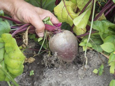 Výsev semien červenej repy