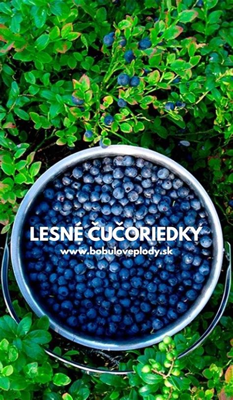 Zber čučoriedok v prírode