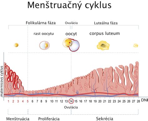 Bylinky podporujúce menštruačný cyklus