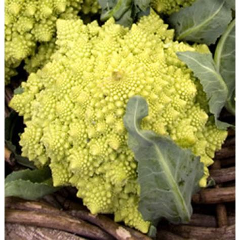 Romanesco karfiol
