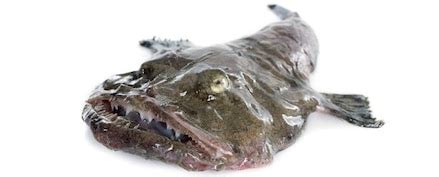 Morský čert a jeho charakteristické znaky