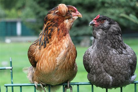 Araukana sliepka s charakteristickými perami okolo uší