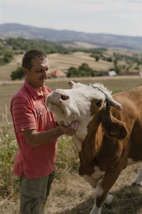 Obrázok teliat pijúcich vodu na farme
