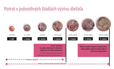 Schéma vývoja embrya v prvom mesiaci