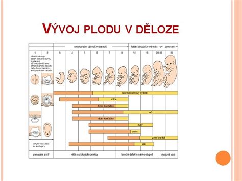 Detailná schéma plodu v 12. týždni