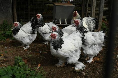 Kódovanie vajec a podmienky chovu