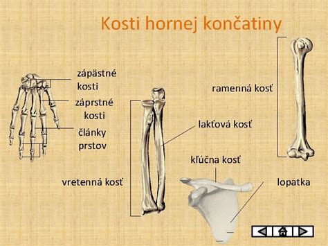 Kľúčna kosť hydiny pre veštenie