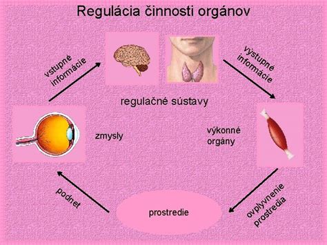 Schéma: Regulácia hormónov hypotalamom a hypofýzou