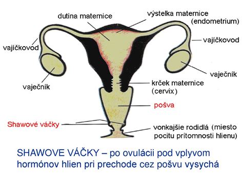 Schéma tvorby hormónov v ženskom tele