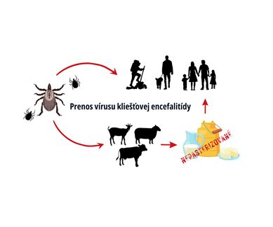 schéma prenosu vírusu kliešťovej encefalitídy cez surové mlieko