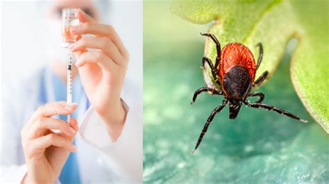 ilustračná schéma očkovacej schémy proti kliešťovej encefalitíde