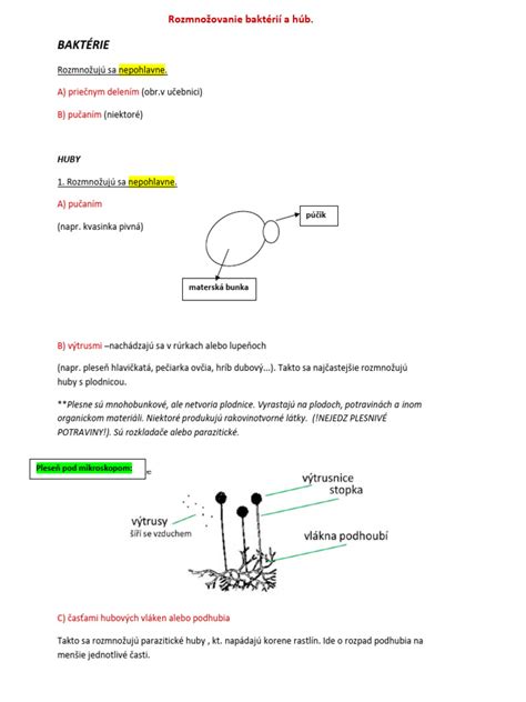 Zhluk baktérií E. coli zväčšený 10 000-krát