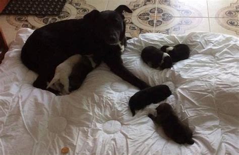 Dojčiaca fenka so šteniatkami