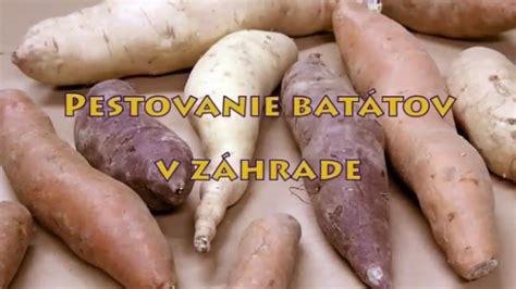 porovnanie varených batátov v šupke a ošúpaných hranolčekov