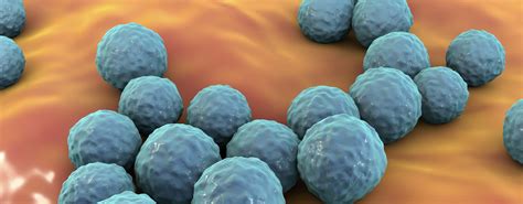 Mikroskopický pohľad na Enterococcus faecium