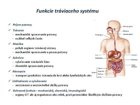 Schéma tráviaceho systému prežúvavca