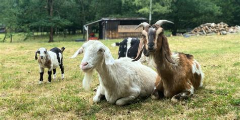 Kozy na farme