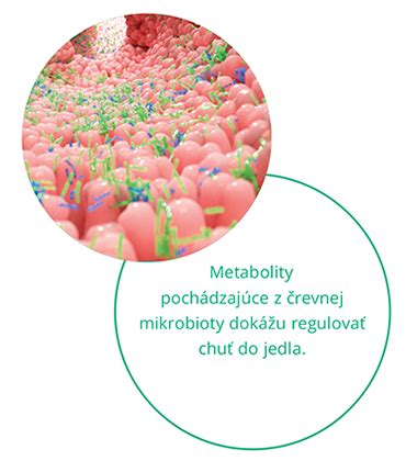 Vplyv črevnej mikrobioty na zdravie pokožky