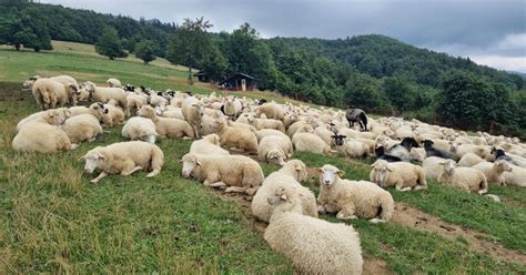 Ovce na pastvine v Slovenskej krajine