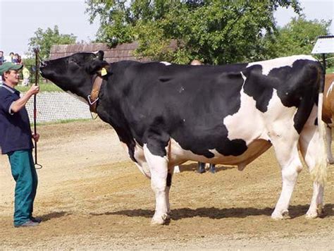 Holštajnský dobytok na farme