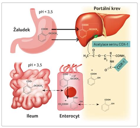 Schéma synergického účinku kurkumínu a piperínu