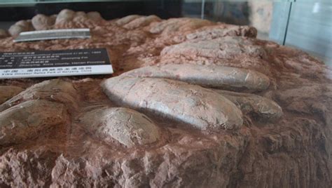 Ilustračná fotografia fosílií dinosaurích vajec