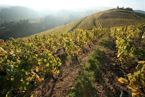 Vinice v oblasti Champagne