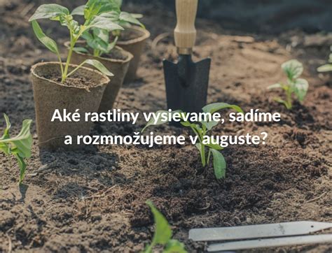 Kompatibilné a nekompatibilné rastliny v záhrade