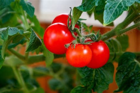 pestovanie paradajok na balkóne v samozavlažovacom kvetináči