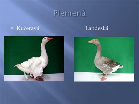 Porovnanie husi divej a husi bieločelej