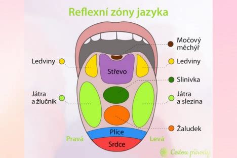Mapa chuťových zón na jazyku (rozložené vnímanie)