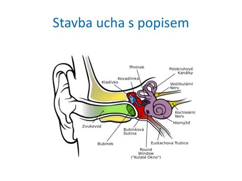 Anatomická schéma ľudského ucha