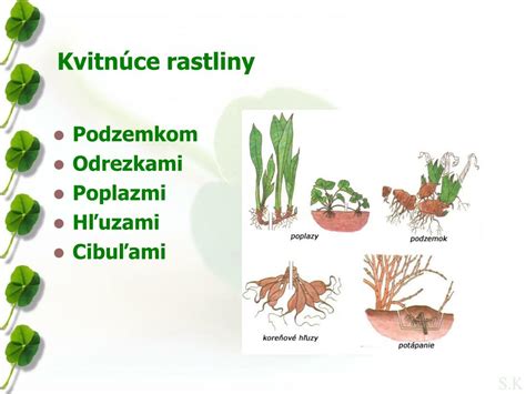 Schéma porovnávajúca pohlavné a nepohlavné rozmnožovanie rastlín