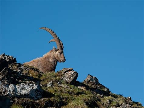 Zver v prirodzenom prostredí