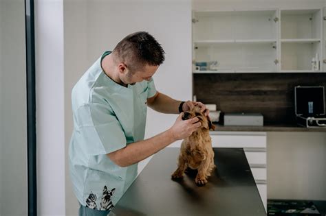 Veterinár vyšetrujúci mačku