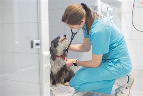 Veterinárny lekár a majiteľ diskutujúci o strave mačky