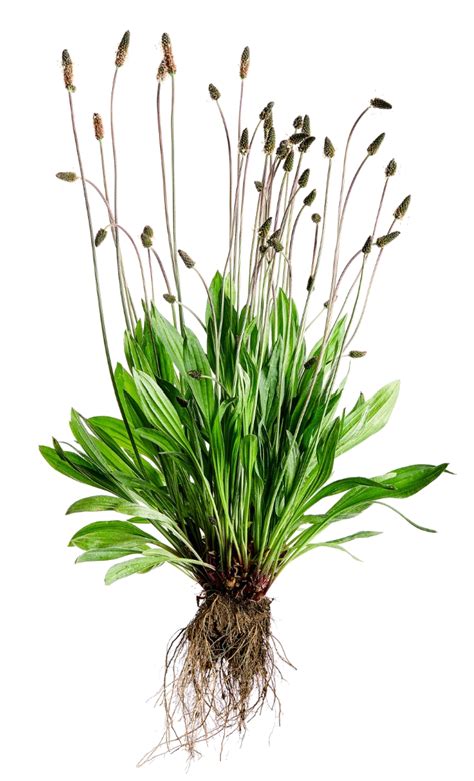 Ilustrácia: Rastlina Skorocel indický (Plantago ovata)