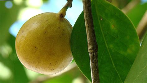 Strom Bambuckého masla a jeho plody