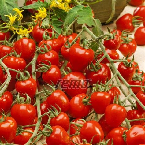 Cherry paradajky