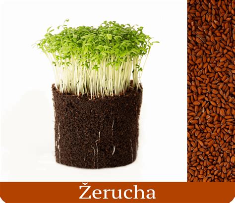 Čerstvo odstrihnutá žerucha v miske