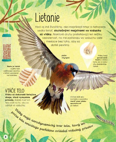 Ilustrácia knihy Spoločník v živote vtákov