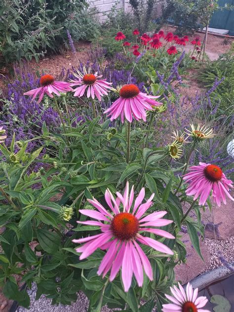 Echinacea v plnom kvete