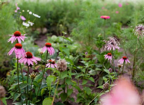 Rozkvitnutá echinacea na záhone