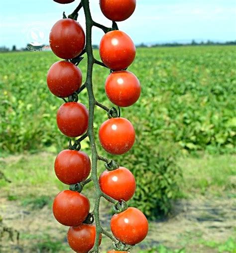 Základné delenie paradajok (kričkové, tyčkové, cherry)