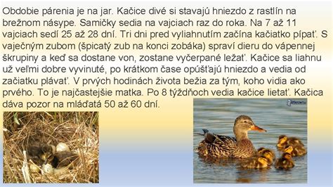 Kačice divé v lete