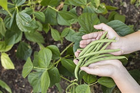 Pestovanie tyčovej fazule na opore