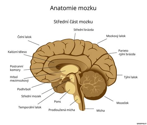 Schéma prierezu obličky s vyznačenými časťami
