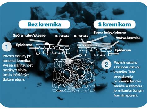 Schéma pôsobenia kremíka na rastlinu